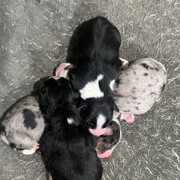 Girl - Blue merle female Miniature American Shepherd puppy in Central Islip, New York from Fifth Avenue Australian Shepherds