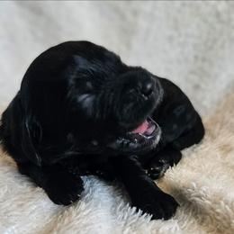 Vlad - Black male Goldendoodle puppy in Kansas City, Missouri from Poppy's Doodles