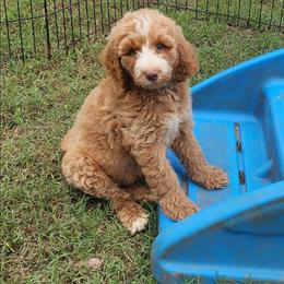 Mr Gray - Apricot male Goldendoodle puppy in Cumming, Georgia from Chattahoochee Kennels
