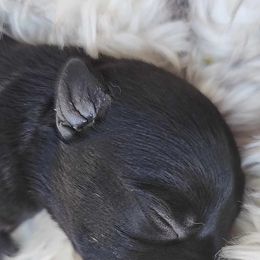 Scottish Terrier Puppies from Nicole's Scottish Terriers