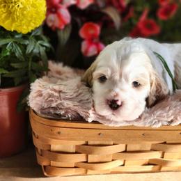 Snickers(now Goose) - Lemon and white male English Springer Spaniel puppy in Westover, Maryland from Sterling's springer Haven