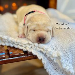 Meadow - Yellow female Labrador Retriever puppy in Cinebar, Washington from Pure Joy Labradors and Mini Dachshunds
