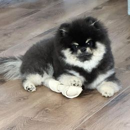 Pomeranian Puppies from Glitzypoms
