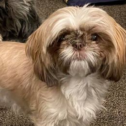 Cardigan Welsh Corgis and Shih Tzus from Funshine Kennels