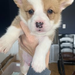 Boy 1 - Red Pembroke Welsh Corgi puppy in Cumming, Georgia from Carter’s Corgis LLC