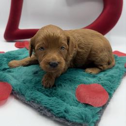 Rivers - Red male Cavapoo puppy in Central, Arizona from Desert Valley Doodles