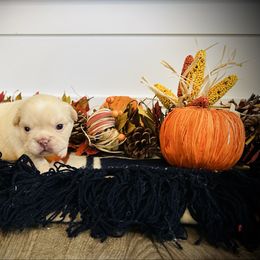 Fluffy Cream - Fawn and white male French Bulldog puppy in Jordan Valley, Oregon from Floating Feather Frenchies