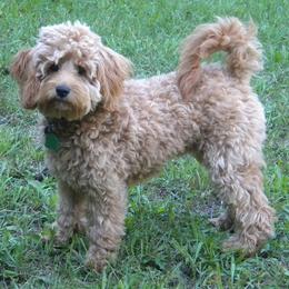 Bernedoodle, Goldendoodle, and Labradoodle Puppies from Apple Creek Doodles