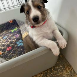 Red - Sable and white male Shetland Sheepdog puppy in Fontanelle, Iowa from Jensen Farms Shelties