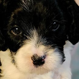 Cavalier King Charles Spaniels and Cavapoos from Tru Cuddle Pups