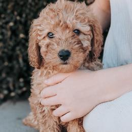 Lucy - Red  female Poodle puppy in Benton, Illinois from J & J Miniature Poodles