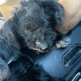 Nelson - Black and white male Aussiedoodle puppy in Hopkins, Missouri from Mowry Creek Mini Aussiedoodles and More