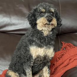 Zooka - Cockapoo