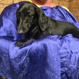 Pan - Dachshund