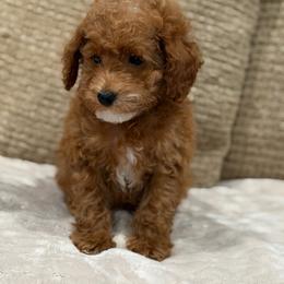 Nala - Red  female Poodle puppy in Belleville, New Jersey from TK Poodles