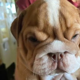 Orion - Bulldog puppy from Bully’s of Naboo