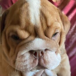 Orion - Bulldog puppy from Bully’s of Naboo