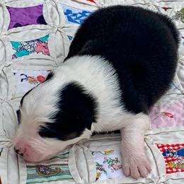 Yankee - Black tri-color male Australian Shepherd puppy in Zeeland, Michigan from Apple Ridge AKC Aussies