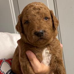 Pink Collar - Red  female Goldendoodle puppy in Winchester, Tennessee from Mahaffey’s Doodles