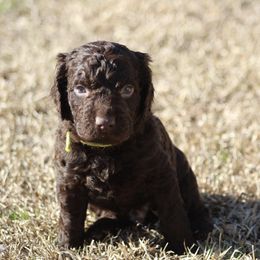 Boykin Spaniels from Palmetto Boykin Spaniels