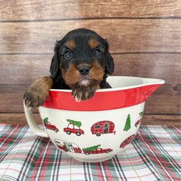 Wonton - Black and tan male Cavapoo puppy in Beresford, South Dakota from DAKOTA DOOD RANCH