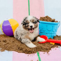 Banks - Blue merle male Australian Shepherd puppy in Eubank, Kentucky from Ashlee's Aussies