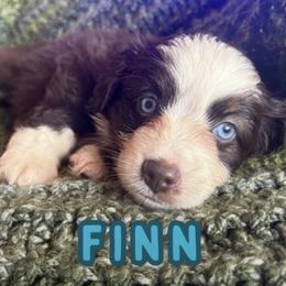 Finn - Red tri male Toy Australian Shepherd puppy in Union Grove, North Carolina from Grove Farm