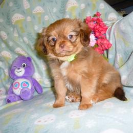 Twinkle - Sable female Cavapoo puppy in Woonsocket, Rhode Island from Walnut Grove Cavaliers