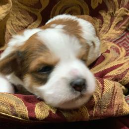 Gertie - Parti female Miniature Schnauzer puppy in Kentucky from Mrs Bs Teeny Schnauzers & Doodles
