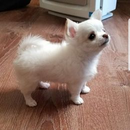 Chihuahua Puppies from Lucky Star Chihuahuas