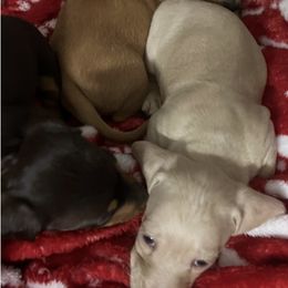 Dachshunds from Tammy's Dachshunds
