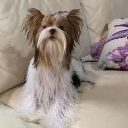 Belle - Yorkshire Terrier