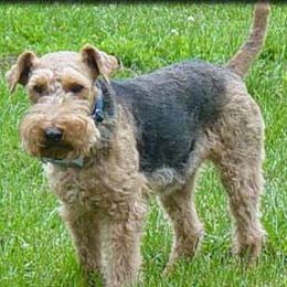 Airedale Terriers and Welsh Terriers from Walnut Ridge Terriers
