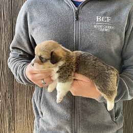 Winnie - Male 2 - Fawn male Pembroke Welsh Corgi puppy in Jefferson, South Carolina from Blue Creek Farms