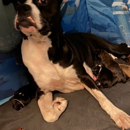 Boxers from Cote's Boxers