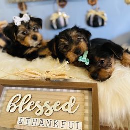 Yorkshire Terrier Puppies from Yuppie Yorkies