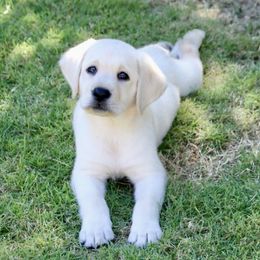 Labrador Retriever Puppies from West Wood Farms