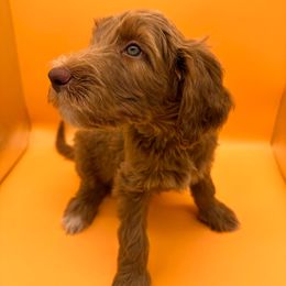 Nipsey (Gray Collar) - Red  Goldendoodle puppy in Richmond, Virginia from Kessi Doodles