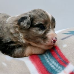 Lady Rose McClare - Blue merle female Miniature American Shepherd puppy in Damascus, Oregon from Rebel Soul Minis