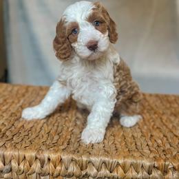 Shorty - Red female Bernedoodle puppy in Jackson, Missouri from Pincksten Family Doodles