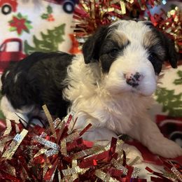 Bandit - Black tri-color male Aussiedoodle puppy in Maysville, Missouri from Mini AussieDoodles on Meadow Lane