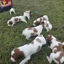 Boy - Red and white male Irish Red and White Setter puppy in Glenwood City, Wisconsin from NyaStar & Chequamegon