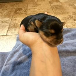 Mama Odie - Black and tan female Yorkshire Terrier puppy in Highland, Arkansas from Gilmore Yorkies