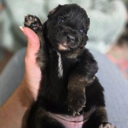 Pancakes (Black tri ) - Black tri-color female Australian Shepherd puppy in Rainsville, Alabama from Chaparro Farm Aussies