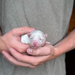 Girl 4 - White female Pomsky puppy in Grass Valley, California from Karalot Pomskies