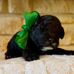 Geo (F2bb green boy) - Black and white male Aussiedoodle puppy in Midlothian, Texas from Gray Doodles