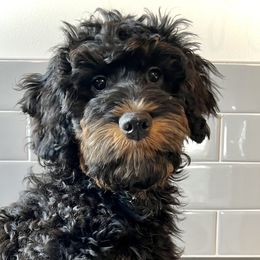 Wolfie - Phantom Bernedoodle puppy in Park City, Utah from Birdie Bernedoodles