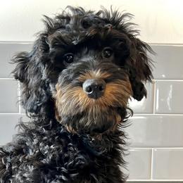 Wolfie - Phantom Bernedoodle puppy in Park City, Utah from Birdie Bernedoodles
