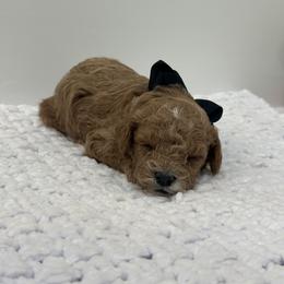 Black boy - Red  male Poodle puppy in Waskom, Texas from Pearls & Curls doodles & poodles