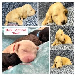 Goldendoodle and Poodle Puppies from SnickerDoodlePups